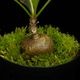 Myrmecodia spec. nov. (Mt. Kaindi, PNG) ��[ �ߥ�ᥳ�ǥ��� spec. nov. ]�� PN250425-01 �ۡ� �ðۤʵ�ƻ����ĥѥץ��˥塼���˥�����̤���ܥߥ�ᥳ�ǥ��� ��