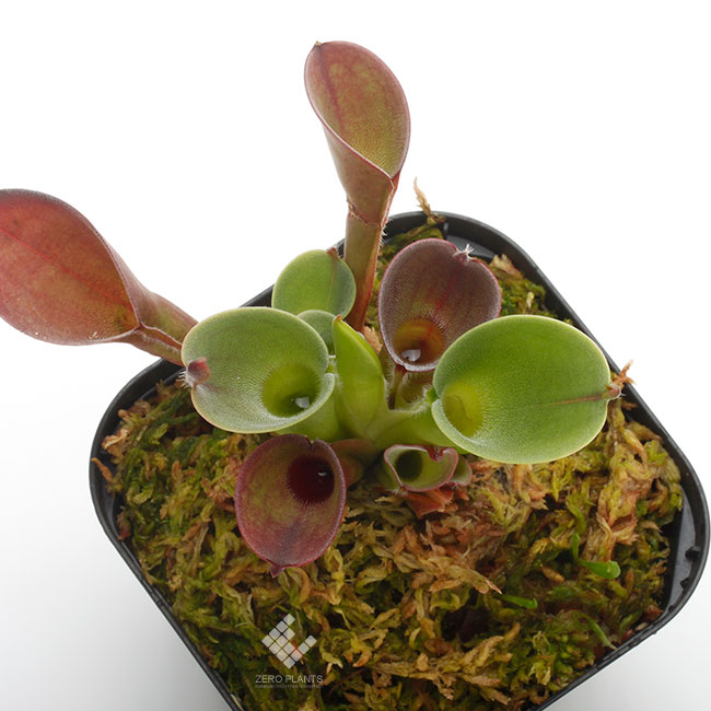 Heliamphora pulchella ( Apacapa Tepui, Venezuela )[ إꥢե顦ץ ] PN191004-10 