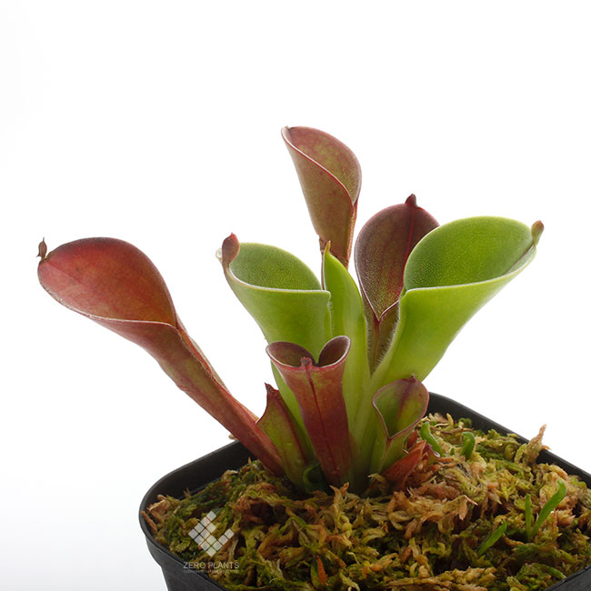 Heliamphora pulchella ( Apacapa Tepui, Venezuela )[ إꥢե顦ץ ] PN191004-10 