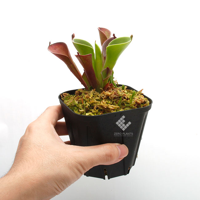 Heliamphora pulchella ( Apacapa Tepui, Venezuela )[ إꥢե顦ץ ] PN191004-10 