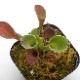 Heliamphora pulchella ( Apacapa Tepui, Venezuela )[ إꥢե顦ץ ] PN191004-10 