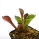 Heliamphora pulchella ( Apacapa Tepui, Venezuela )[ إꥢե顦ץ ] PN191004-10 