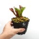 Heliamphora pulchella ( Apacapa Tepui, Venezuela )[ إꥢե顦ץ ] PN191004-10 