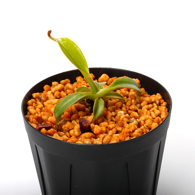 Nepenthes x Trusmadiensis (G. Trusmadi, Borneo) AW / Clone:02