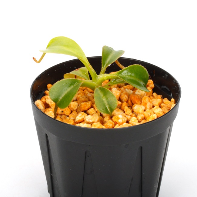 ペラウスアゲハ（1オス・ドミニカ共和国）