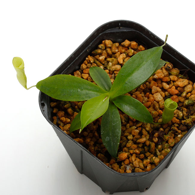 Nepenthes campanulata [ ネペンテス・カンパニュラタ ] 【 Borneo