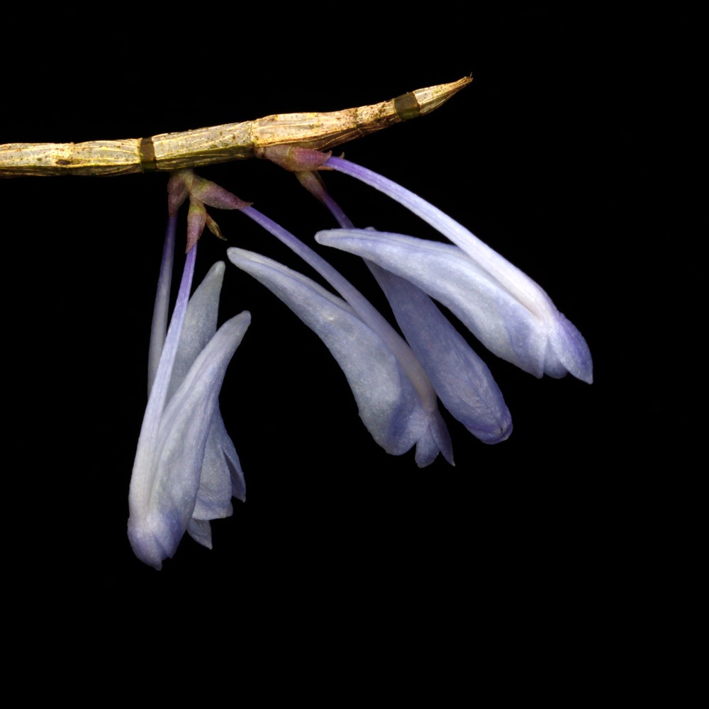 Dendrobium sp. " Papua Blue "��[ �ǥ�ɥ��ӥ��� sp. " �ѥץ��֥롼 " ]���� PN260728-03 ��