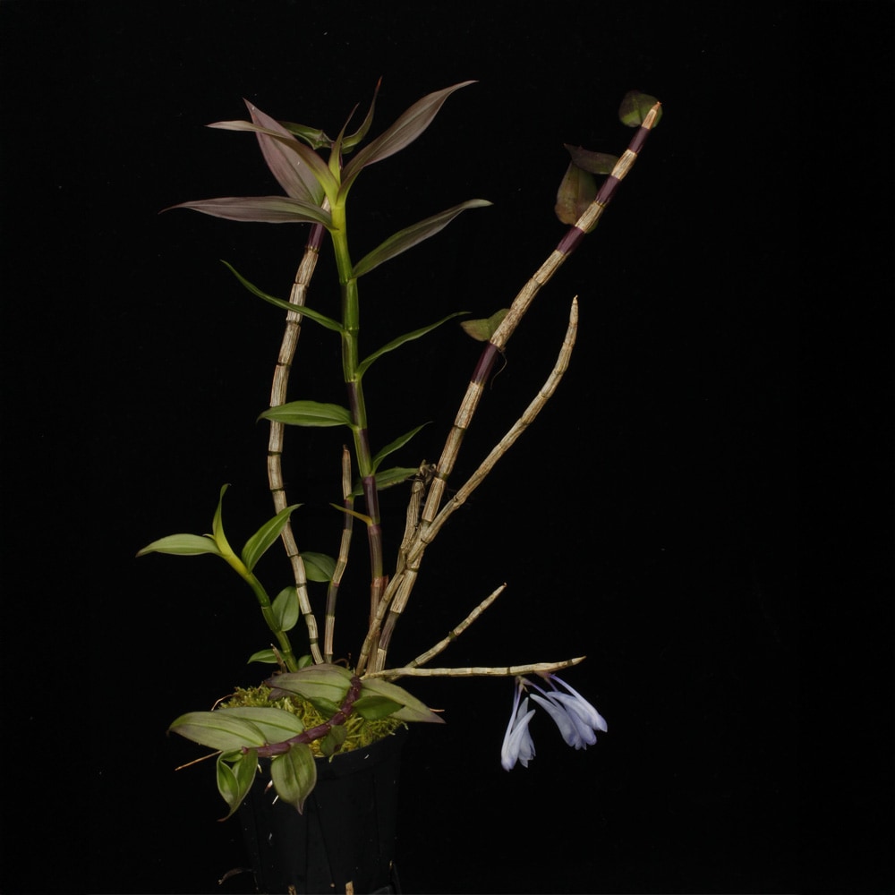 Dendrobium sp. " Papua Blue "��[ �ǥ�ɥ��ӥ��� sp. " �ѥץ��֥롼 " ]���� PN260728-03 ��