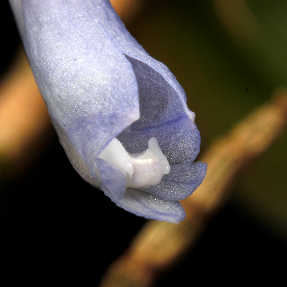 Dendrobium sp. " Papua Blue "��[ �ǥ�ɥ��ӥ��� sp. " �ѥץ��֥롼 " ]���� PN260728-03 ��