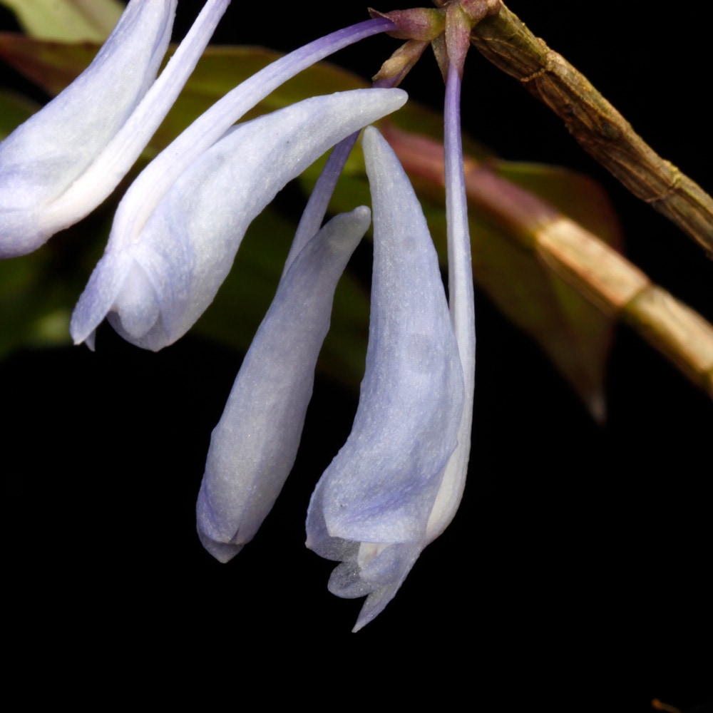 Dendrobium sp. " Papua Blue "��[ �ǥ�ɥ��ӥ��� sp. " �ѥץ��֥롼 " ]���� PN260728-03 ��