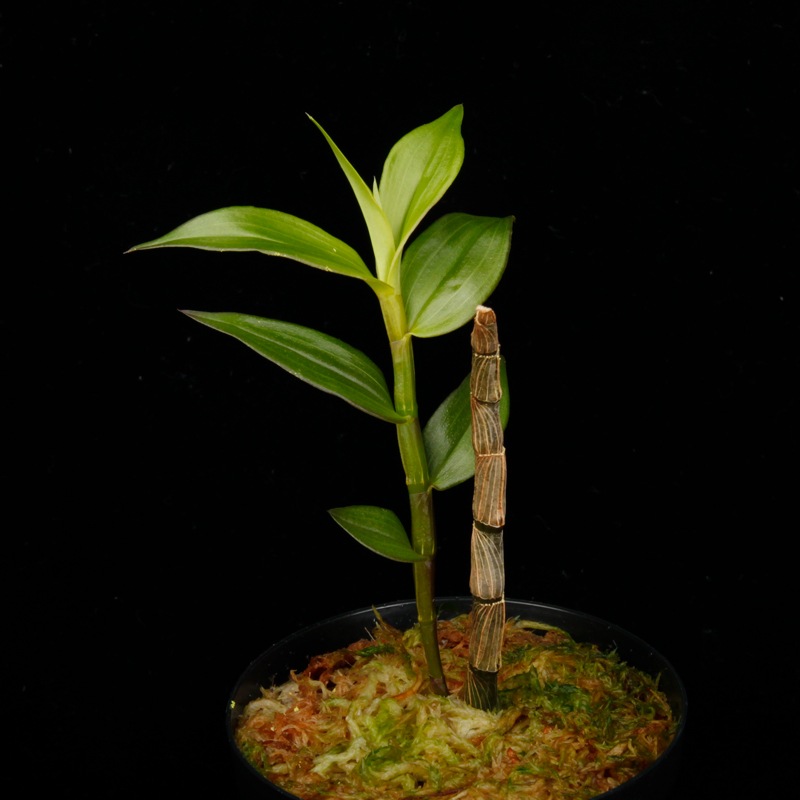 Dendrobium sp. " Papua Blue "��[ �ǥ�ɥ��ӥ��� sp. " �ѥץ��֥롼 " ]���� PN260728-03 ��
