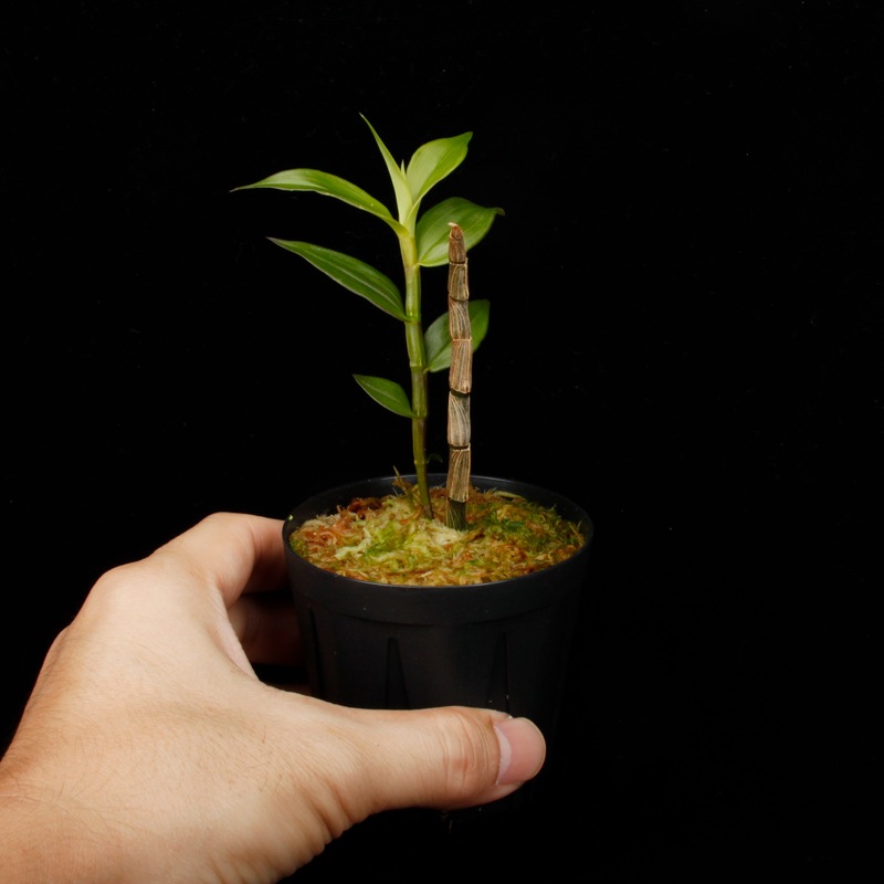 Dendrobium sp. " Papua Blue "��[ �ǥ�ɥ��ӥ��� sp. " �ѥץ��֥롼 " ]���� PN260728-03 ��
