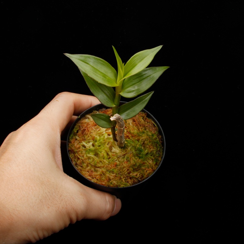 Dendrobium sp. " Papua Blue "��[ �ǥ�ɥ��ӥ��� sp. " �ѥץ��֥롼 " ]���� PN260728-03 ��