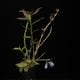 Dendrobium sp. " Papua Blue "��[ �ǥ�ɥ��ӥ��� sp. " �ѥץ��֥롼 " ]���� PN260728-03 ��