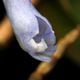 Dendrobium sp. " Papua Blue "��[ �ǥ�ɥ��ӥ��� sp. " �ѥץ��֥롼 " ]���� PN260728-03 ��