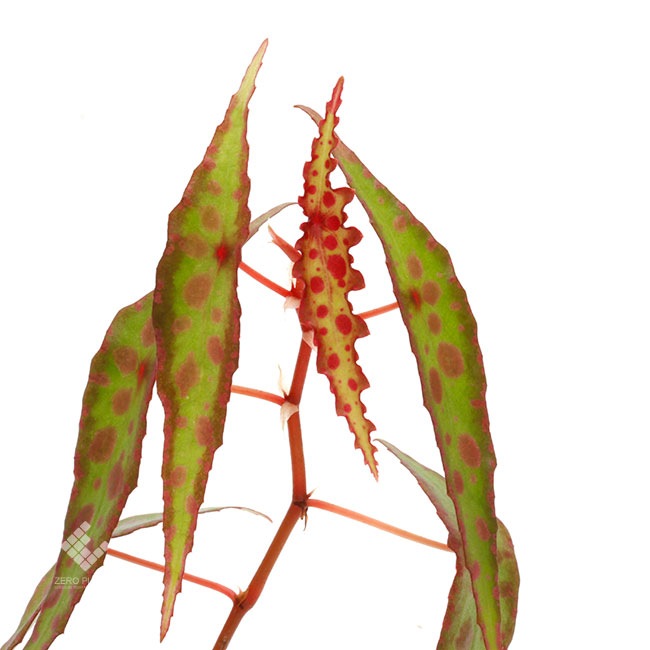 Begonia amphioxus [ ベゴニア・アンフィオクサス ] 【 PN180509-03