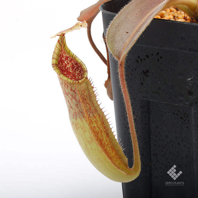 Nepenthes maxima "  Wavy-leaf "��[ �ͥڥ�ƥ����ޥ����� "�������ӡ��꡼��" ]���� Borneo Exotics / BE-3786 �ۡ� PN190122-22 ��