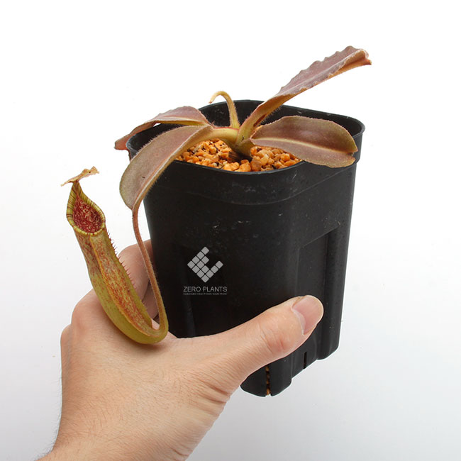 Nepenthes maxima "  Wavy-leaf "��[ �ͥڥ�ƥ����ޥ����� "�������ӡ��꡼��" ]���� Borneo Exotics / BE-3786 �ۡ� PN190122-22 ��