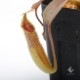 Nepenthes maxima "  Wavy-leaf "��[ �ͥڥ�ƥ����ޥ����� "�������ӡ��꡼��" ]���� Borneo Exotics / BE-3786 �ۡ� PN190122-22 ��