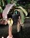 Nepenthes maxima "  Wavy-leaf "��[ �ͥڥ�ƥ����ޥ����� "�������ӡ��꡼��" ]���� Borneo Exotics / BE-3786 �ۡ� PN190122-22 ��