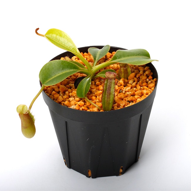 Nepenthes lowii (Gunung Mentapok, Borneo) AW / Clone:06