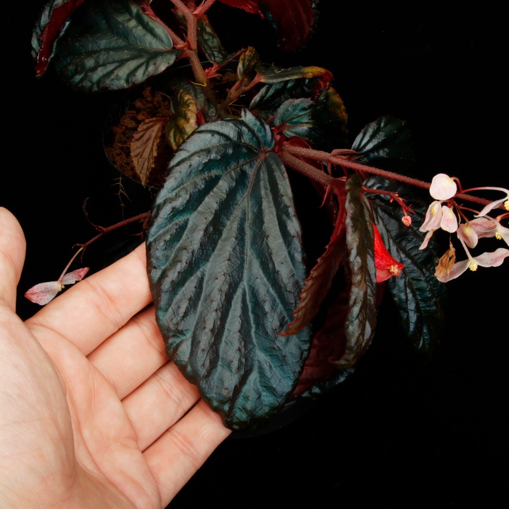Begonia sp. " Metallic Blue "��[ �٥��˥� sp. �᥿��å��֥롼 ]���� PN250427-09 ��