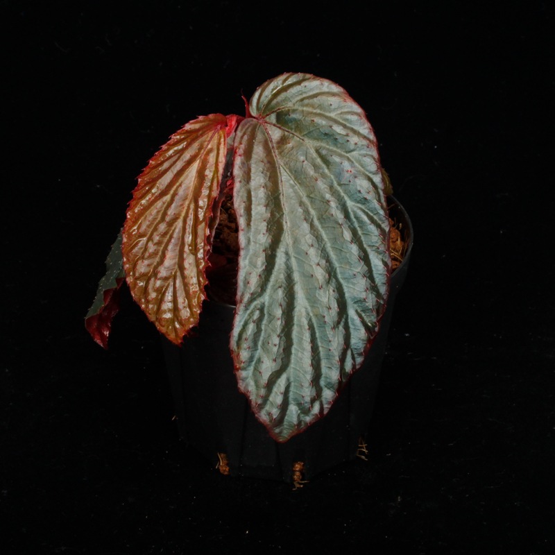 Begonia sp. " Metallic Blue "��[ �٥��˥� sp. �᥿��å��֥롼 ]���� PN250427-09 ��