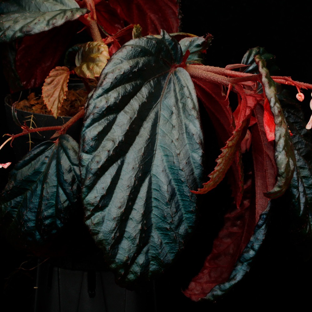 Begonia sp. " Metallic Blue "��[ �٥��˥� sp. �᥿��å��֥롼 ]���� PN250427-09 ��