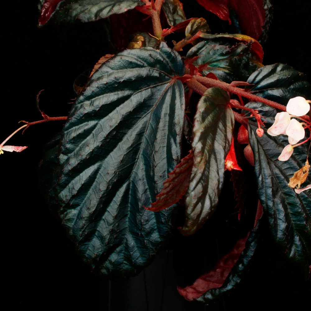 Begonia sp. " Metallic Blue "��[ �٥��˥� sp. �᥿��å��֥롼 ]���� PN250427-09 ��