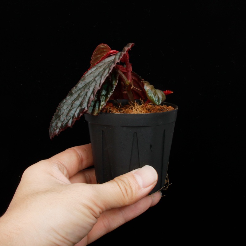 Begonia sp. " Metallic Blue "��[ �٥��˥� sp. �᥿��å��֥롼 ]���� PN250427-09 ��