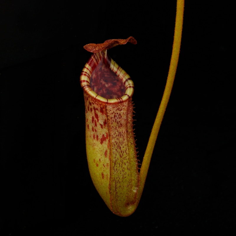 Nepenthes burbidgeae x lowii ��[ �ͥڥ�ƥ����С��ӥå����� x ���������� ]���� PN260728-06 ��