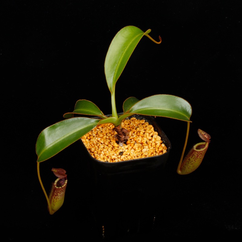 Nepenthes burbidgeae x lowii ��[ �ͥڥ�ƥ����С��ӥå����� x ���������� ]���� PN260728-06 ��