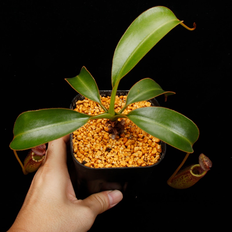 Nepenthes burbidgeae x lowii ��[ �ͥڥ�ƥ����С��ӥå����� x ���������� ]���� PN260728-06 ��