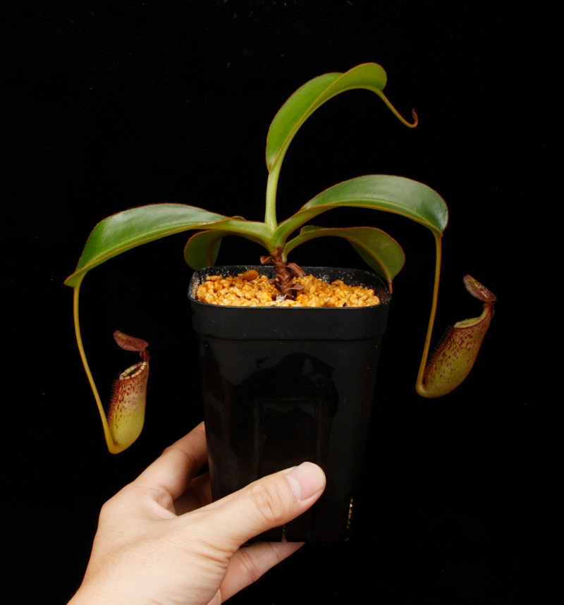 Nepenthes burbidgeae x lowii ��[ �ͥڥ�ƥ����С��ӥå����� x ���������� ]���� PN260728-06 ��