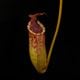 Nepenthes burbidgeae x lowii ��[ �ͥڥ�ƥ����С��ӥå����� x ���������� ]���� PN260728-06 ��