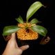 Nepenthes burbidgeae x lowii ��[ �ͥڥ�ƥ����С��ӥå����� x ���������� ]���� PN260728-06 ��
