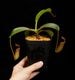 Nepenthes burbidgeae x lowii ��[ �ͥڥ�ƥ����С��ӥå����� x ���������� ]���� PN260728-06 ��