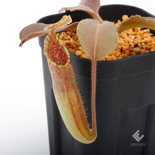Nepenthes maxima 