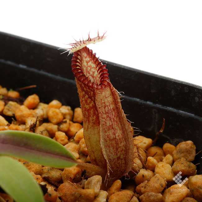 Nepenthes hamata [ ネペンテス・ハマタ ] 【 PN191128-01 】