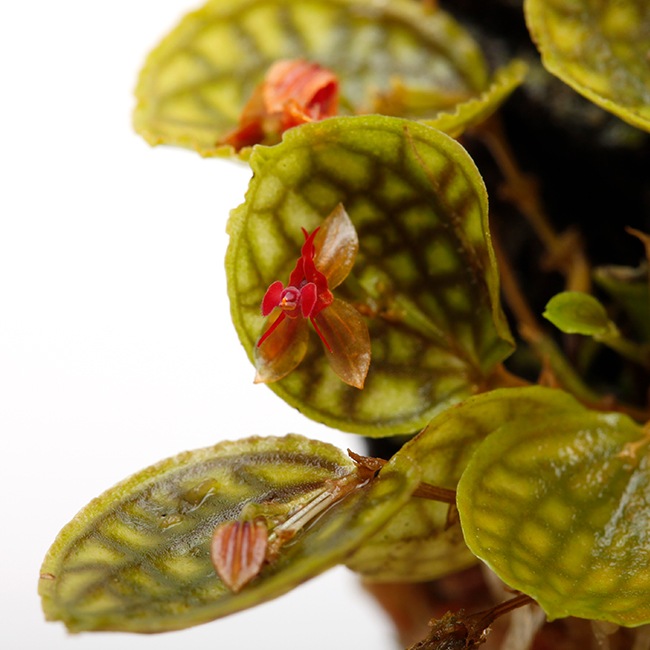 Lepanthes calodictyon x Lths. ova-rajae 【 PN230310-05 】