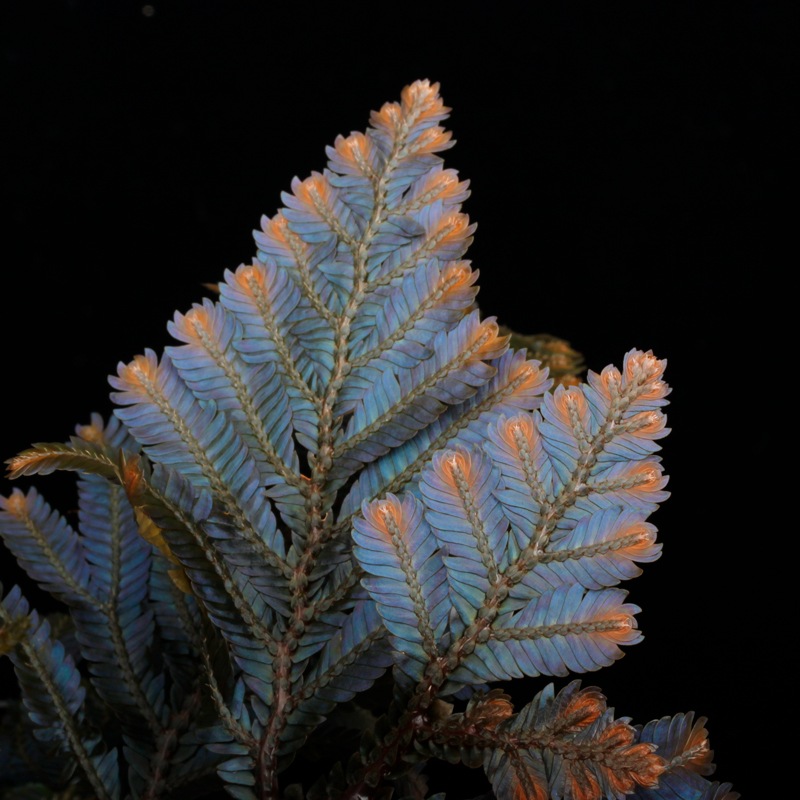 Selaginella sp. Malaysia��[ ���饸�ͥ� sp. ���ޥ졼�������� ]���� PN250427-08 ��