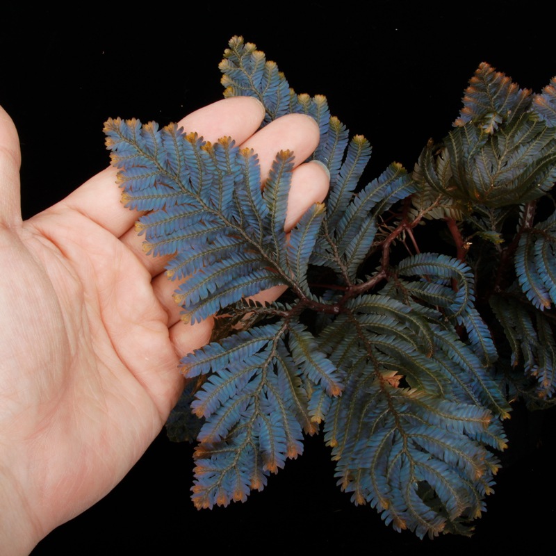 Selaginella sp. Malaysia��[ ���饸�ͥ� sp. ���ޥ졼�������� ]���� PN250427-08 ��