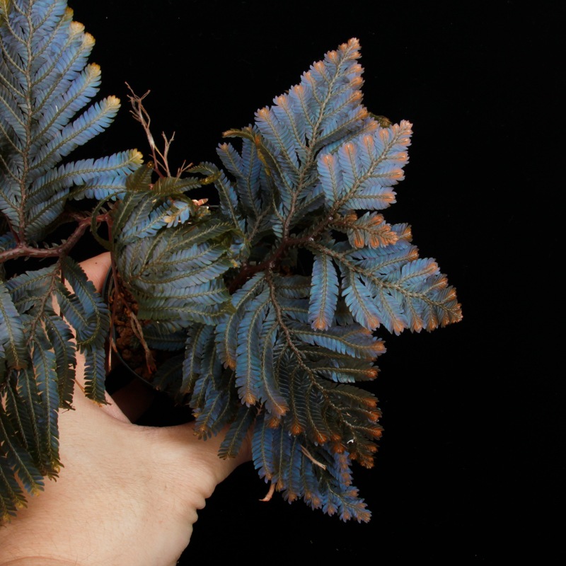 Selaginella sp. Malaysia��[ ���饸�ͥ� sp. ���ޥ졼�������� ]���� PN250427-08 ��