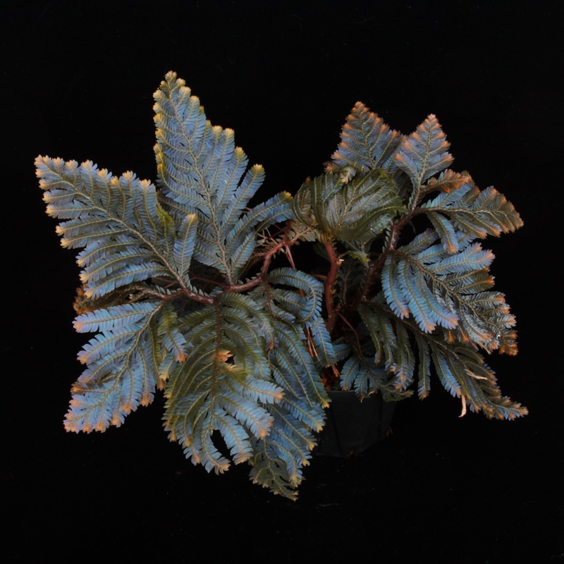 Selaginella sp. Malaysia��[ ���饸�ͥ� sp. ���ޥ졼�������� ]���� PN250427-08 ��