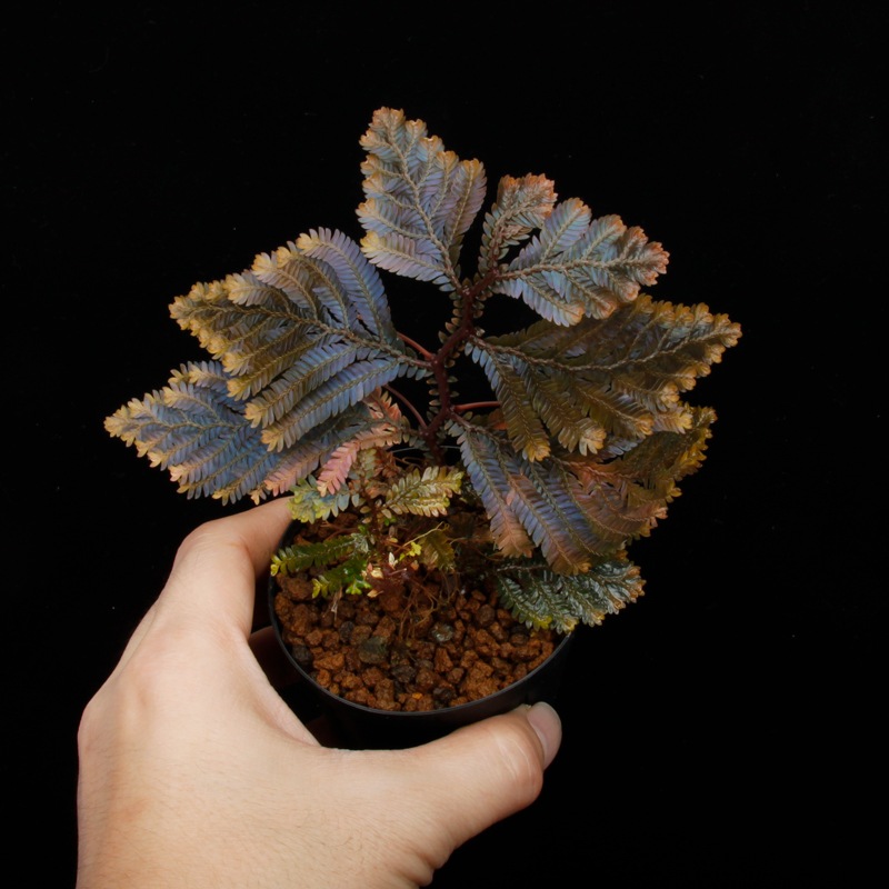 Selaginella sp. Malaysia��[ ���饸�ͥ� sp. ���ޥ졼�������� ]���� PN250427-08 ��