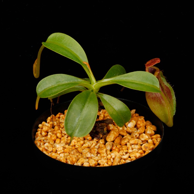 Nepenthes maxima  x (lowii x macrophylla)��[ �ͥڥ�ƥ����ޥ����� x (���������� x �ޥ����ե��� ]���� Borneo Exotics / BE-3709 �ۡ� PN260728-09 ��