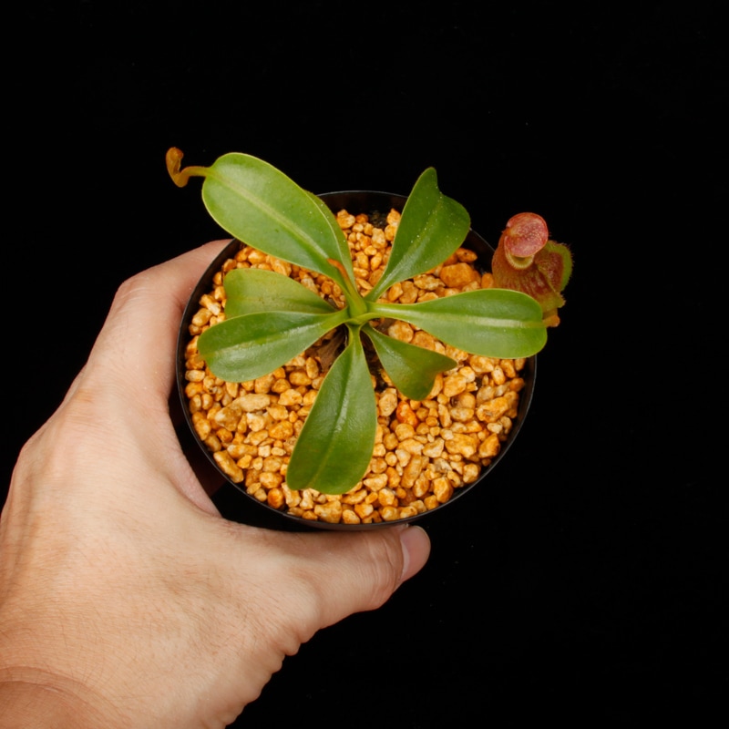 Nepenthes maxima  x (lowii x macrophylla)��[ �ͥڥ�ƥ����ޥ����� x (���������� x �ޥ����ե��� ]���� Borneo Exotics / BE-3709 �ۡ� PN260728-09 ��