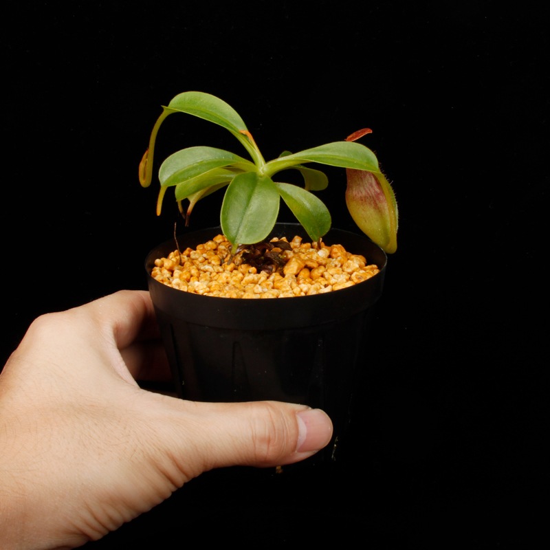 Nepenthes maxima  x (lowii x macrophylla)��[ �ͥڥ�ƥ����ޥ����� x (���������� x �ޥ����ե��� ]���� Borneo Exotics / BE-3709 �ۡ� PN260728-09 ��