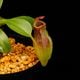 Nepenthes maxima  x (lowii x macrophylla)��[ �ͥڥ�ƥ����ޥ����� x (���������� x �ޥ����ե��� ]���� Borneo Exotics / BE-3709 �ۡ� PN260728-09 ��
