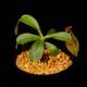 Nepenthes maxima  x (lowii x macrophylla)��[ �ͥڥ�ƥ����ޥ����� x (���������� x �ޥ����ե��� ]���� Borneo Exotics / BE-3709 �ۡ� PN260728-09 ��